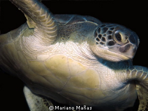 green turtle  (Chelonia mydas) by Mariano Mañas 